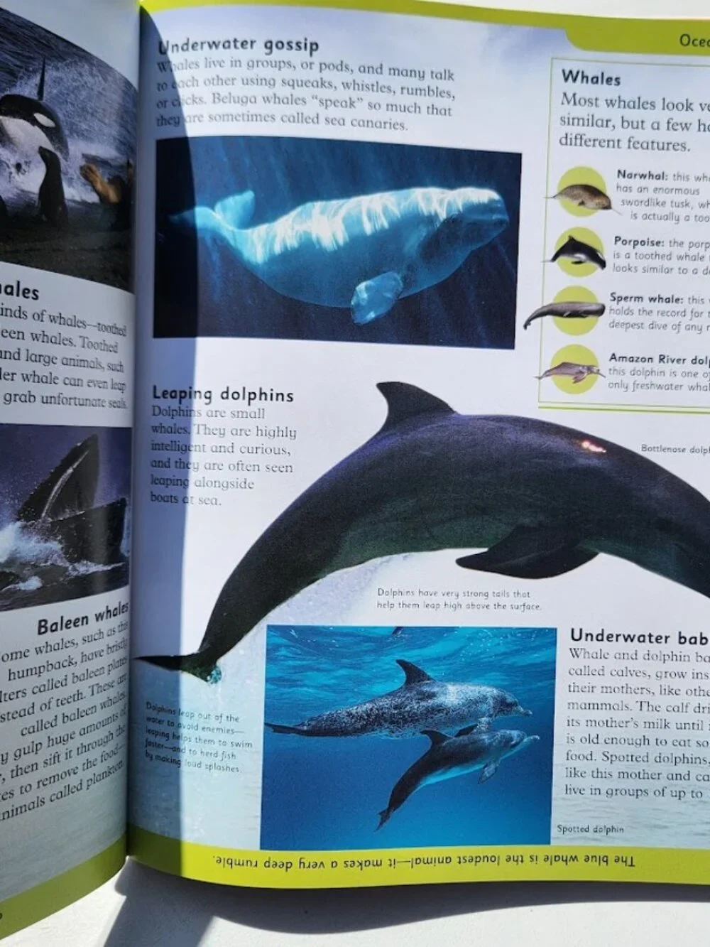 NEW DK First Animal Encyclopedia Hardcover Book Reference Guide Bookshark Scienc